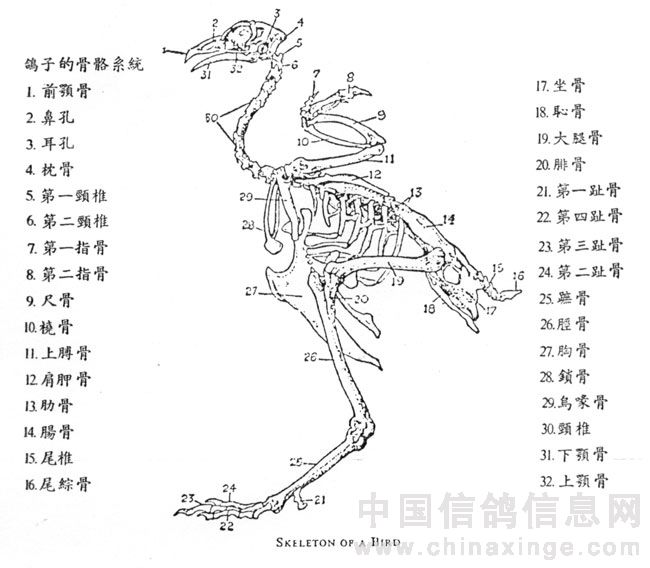 骨骼系统