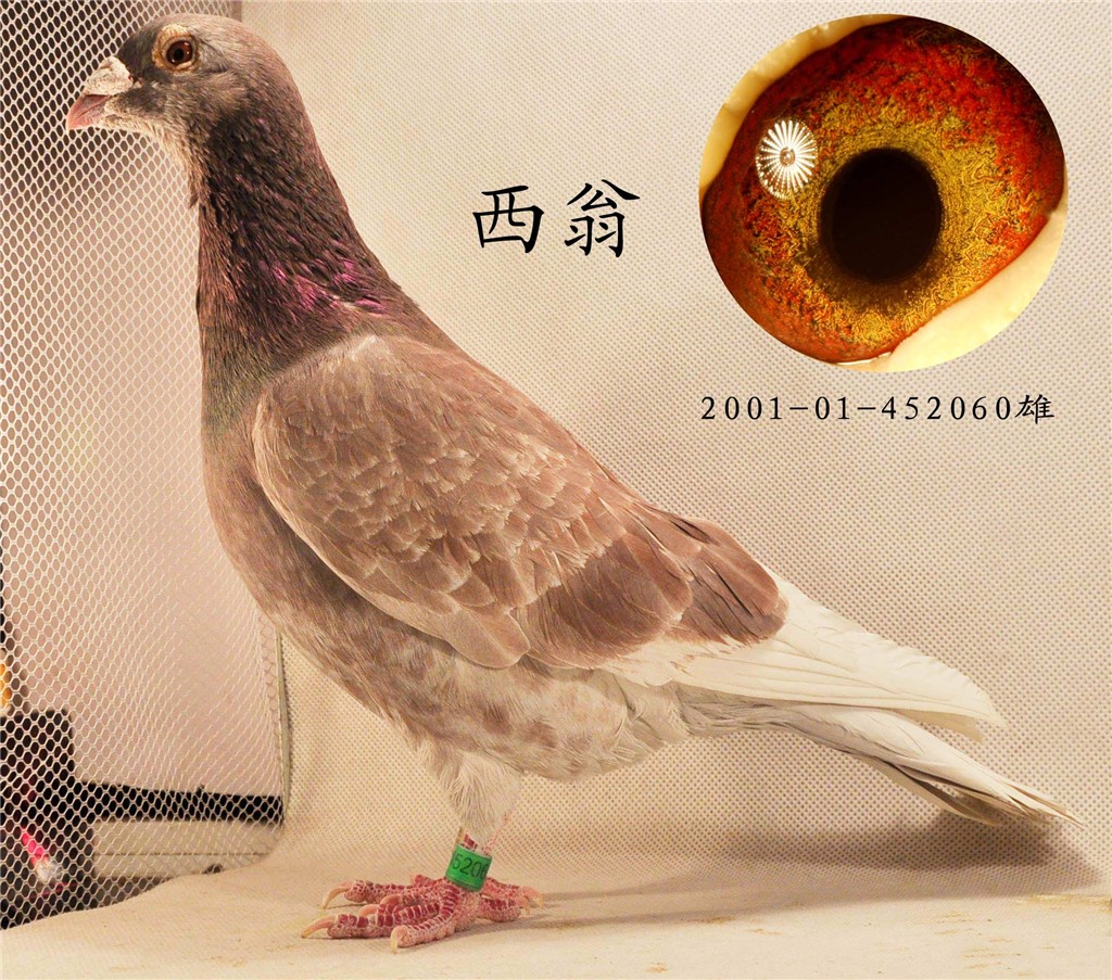 信鸽 鸽子摄影图__鸟类_生物世界_摄影图库_昵图网nipic.com