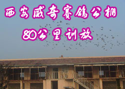 �����������빫��80���ͼ��