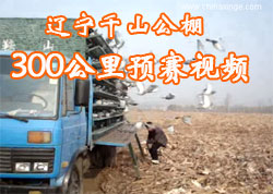 ����ǧɽ����300����Ԥ����Ƶ