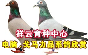 �����������ĸ�����