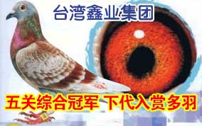 ̨����ҵ-����ۺϹھ�