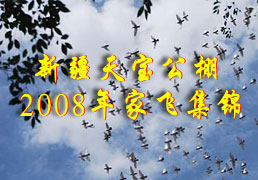 �½��챦����2008�ҷɼ���