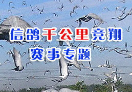 �Ÿ�ǧ���ﾺ������ר��