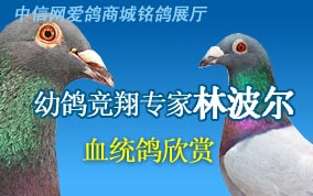 �׸뾺��ר���ֲ���Ѫͳ������