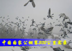 �й������Ÿ빫����300����ʵ¼