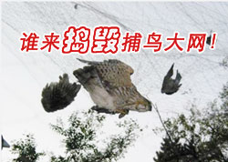 ˭�����ٲ��������