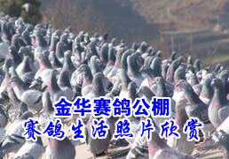 �����빫������������Ƭ