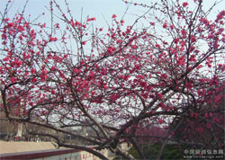 �������� ���з�æ(ͼ)