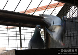 ��˲��׵�50����ѵ��