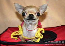 ���ַǷ���ʯ���ӳ����г�