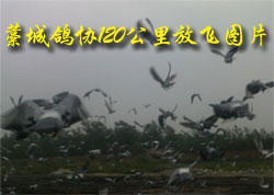 ʯ��ׯ޻�Ǹ�Э120����ŷ�ͼƬ