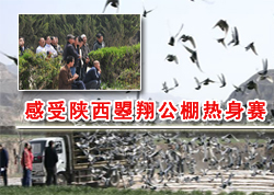 �����������蹫��������