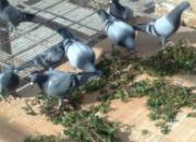 北方公棚：马齿苋的妙用