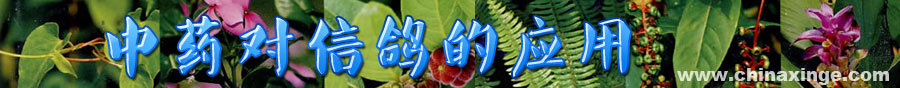 中药对信鸽的应用