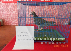 �����ؼ����ʷ���׳�����������(ͼ)