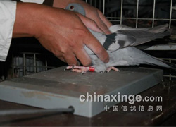 ������Ϫ��ƽ�빫��Ԥ��ʵ¼(ͼ)