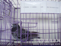 ���蹫��������������ַǷ�(ͼ)