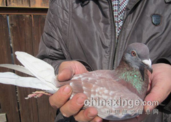 ���������������700����ǰʮ�����(ͼ)