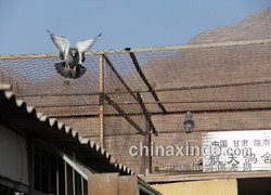 ������ٱ����� ����ƴ���ؼ���(ͼ)