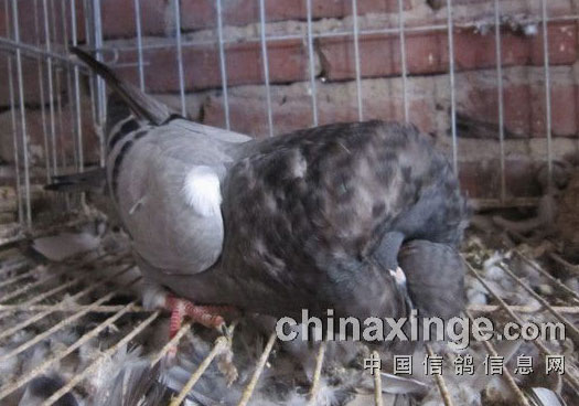 �ֲ���������״������(ͼ)