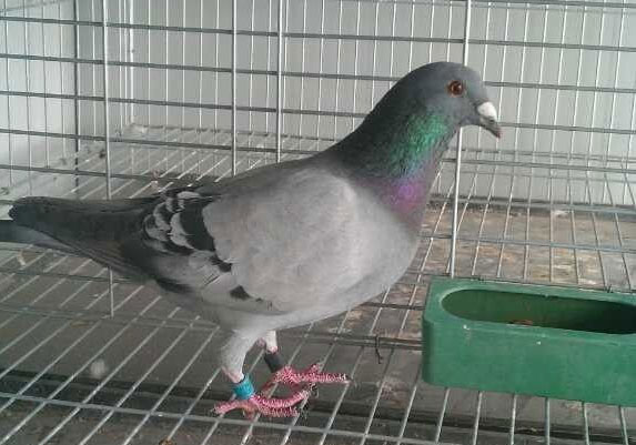 ����13��鳲��768(ͼ)