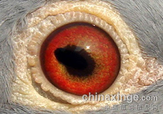 ���θ��ۣ��ַ�����(ͼ)