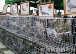 2013����Ǹ��ӽڻ�����������(ͼ)