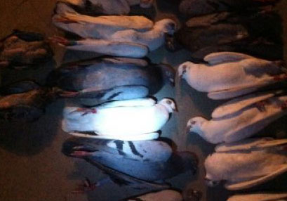 ����һ���״μҷ� 17�𰮸�������Ȫ