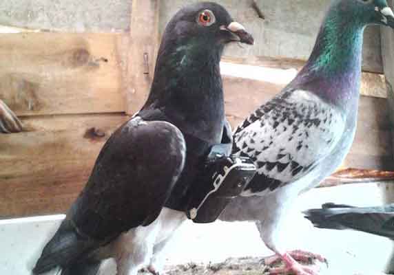 �������ơ��������