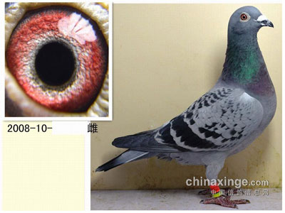 ʹʧ���ָ룺���������ɻ��ϳ�(ͼ)