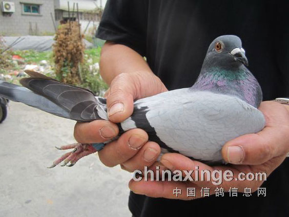 ��������60��˫����ǰʮ������(ͼ)