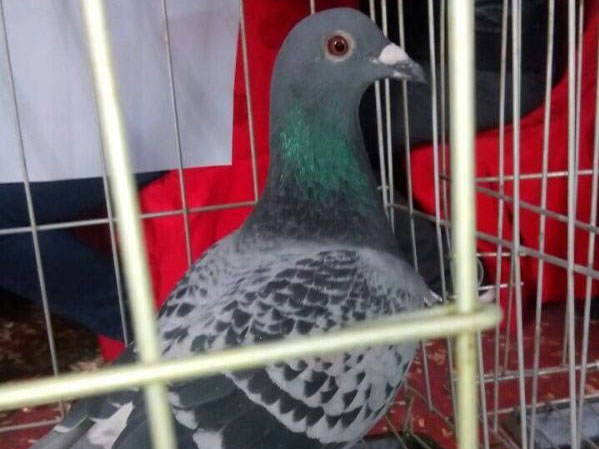 лл���ţ�Ϊ�ĸ�ȵ�������(ͼ)