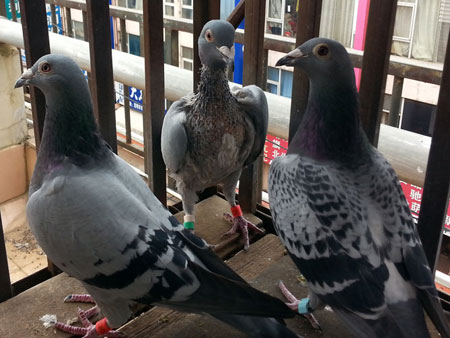 ���λ���ɡ�ͺ�ա�(ͼ)