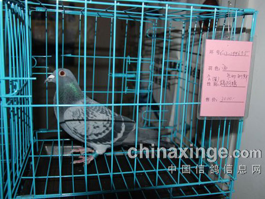 ͼ�ı��������Ľ��й����ϸ�չ��Ļ