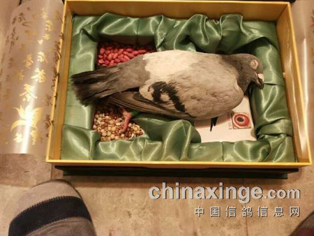 �������14�깦ѫ��(ͼ)