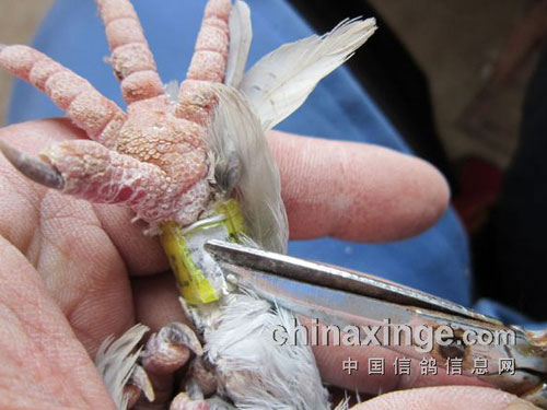 ��ë�š������㻷Ϊ���ȡ�(ͼ)