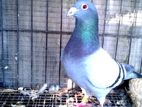 ͸�����ۿ��Ÿ�(ͼ)