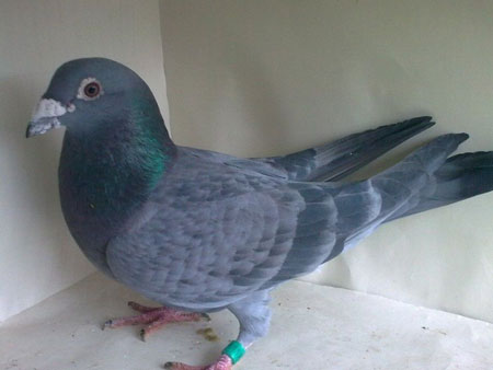 �����ģ�ʯ�������ּ�ֵ������