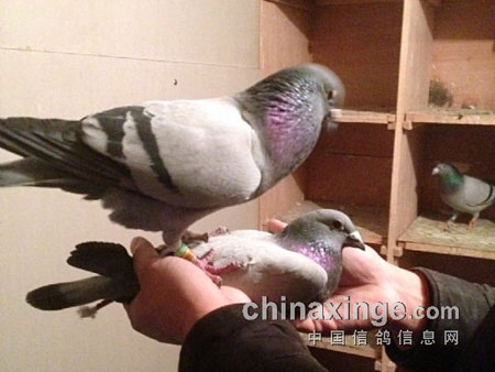 ��å�۸������ ѹ����һ��(ͼ)