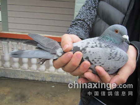 �����ѷɣ������׸�˫������ǰʮ����ͼ��