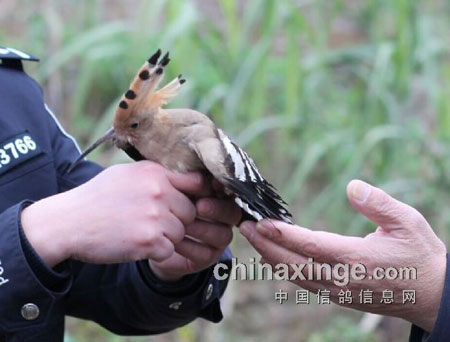 �＾�����ж������Ŵ��������(ͼ)