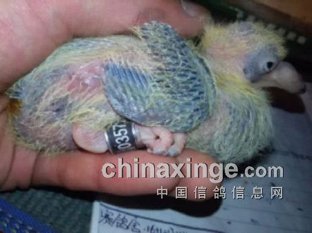 �»��ݵ��������׸�����(ͼ)