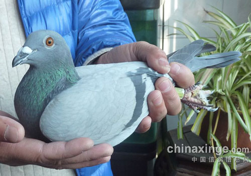 �߷��ֶ��ھ���������(ͼ)