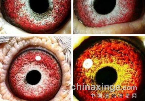 ���ۡ����š�(ͼ)