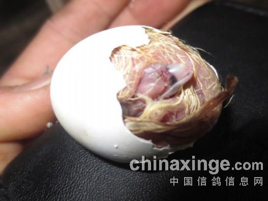 ������⣺�۸�ռ���� �뵰������(ͼ)