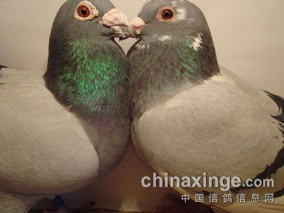 ���Χ�Ż����ָ�ת(ͼ)