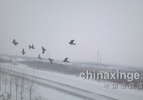 ϲ�뾺��ӭѩ��(ͼ)