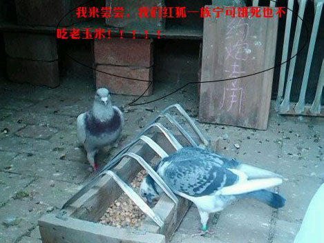 �����ֻ���˵ª�Ω���ܰ(ͼ)