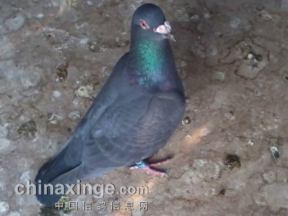 ���Ϻ�500�������˹�(ͼ)